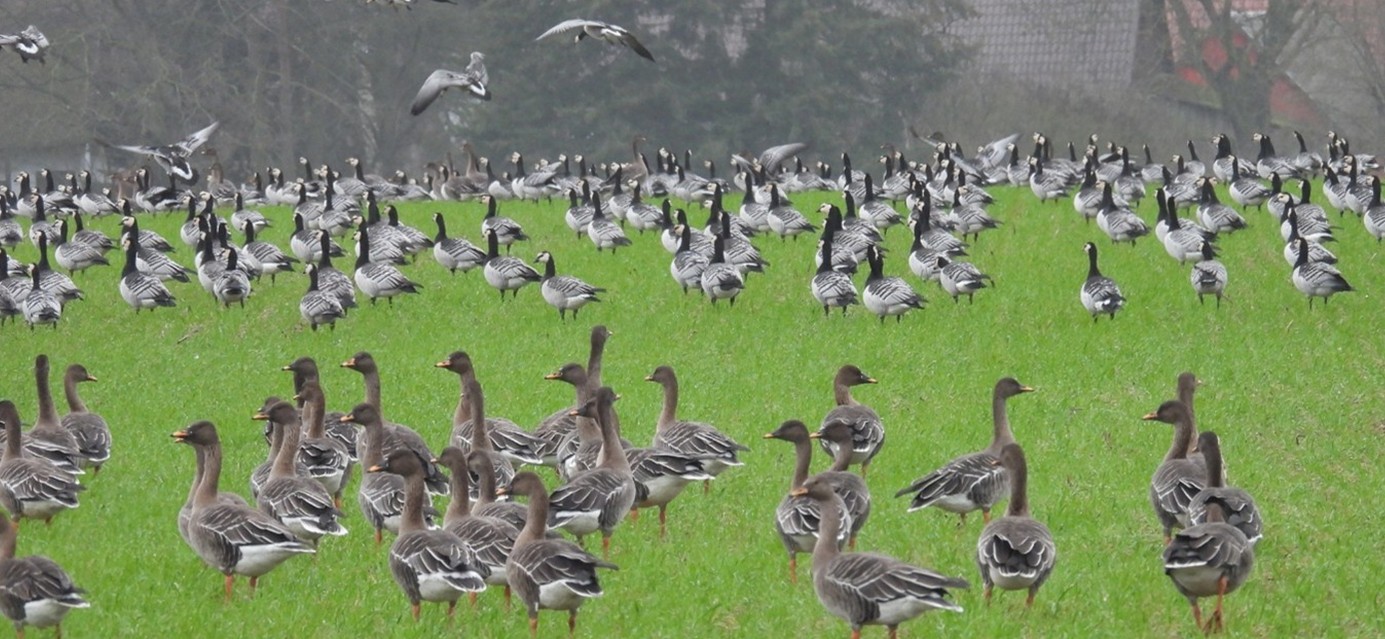 Rastvogelkartierung 2026/2027 Rastvogelkartierung 2026/2027